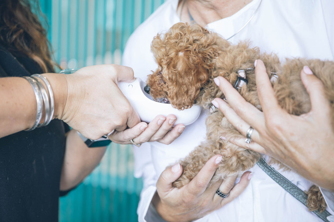 Why is Pet Insurance Important?