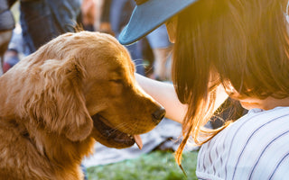 The Biggest Changes in Your Life Once You Get a Dog
