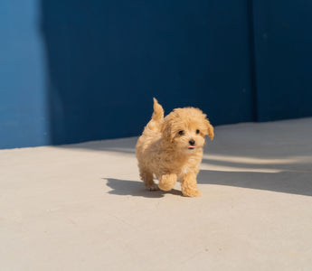 The Ultimate Guide to Raising a Happy and Healthy Puppy