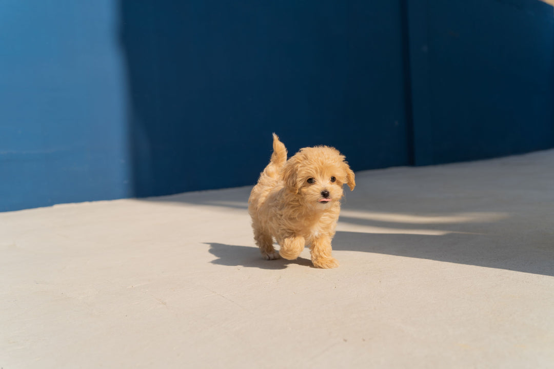 The Ultimate Guide to Raising a Happy and Healthy Puppy