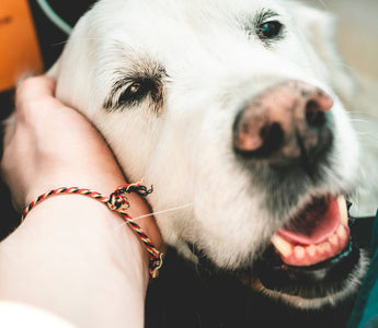 How Can I Best Care For My Senior Pet?