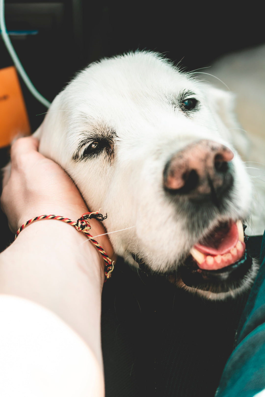 How Can I Best Care For My Senior Pet?