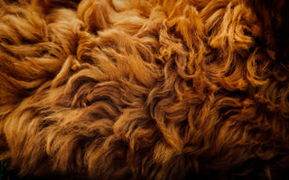 Tips and Tricks To Help Your Dog Look And Feel Their Best