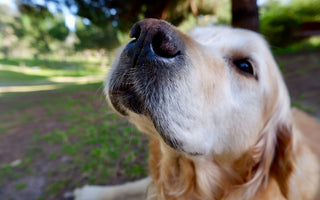 Allergies In Dogs: Symptoms, Causes, and Treatments