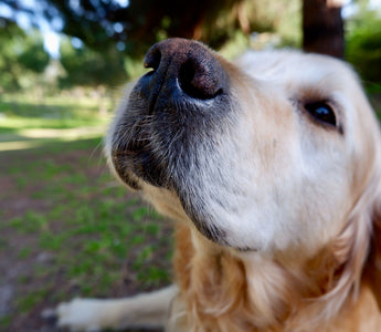 Allergies In Dogs: Symptoms, Causes, and Treatments