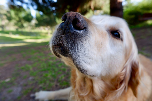 Allergies In Dogs: Symptoms, Causes, and Treatments