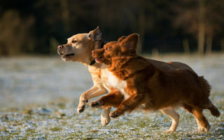 How to Introduce Your Dog to New Pets