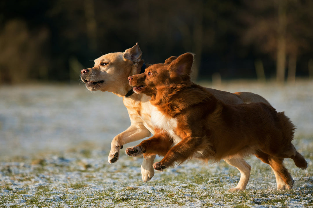 How to Introduce Your Dog to New Pets
