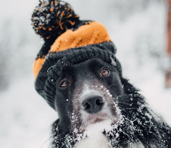 Tips and Tricks to Braving the Winter Weather with Your Dog