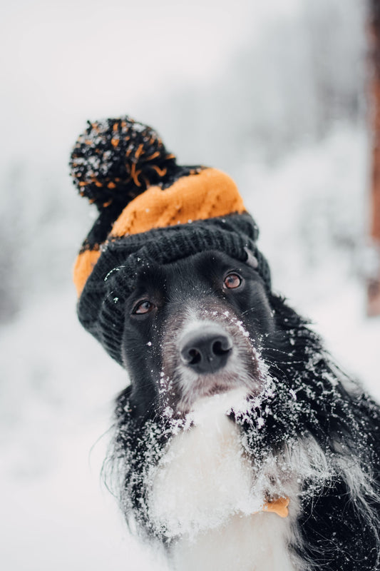 Tips and Tricks to Braving the Winter Weather with Your Dog