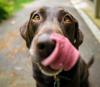 Fun Enrichment Activities for Your Dog