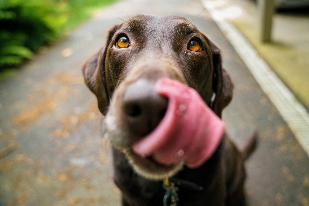 Fun Enrichment Activities for Your Dog
