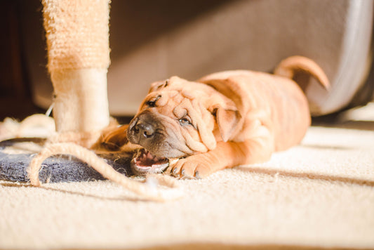 Doggie Destruction Dilemma: Taming Your Pup's Furniture-Chewing Frenzy!