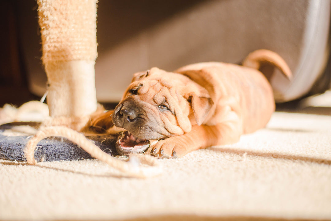 Doggie Destruction Dilemma: Taming Your Pup's Furniture-Chewing Frenzy!
