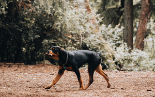 Tips & Tricks For Helping Your Dog Maintain A Healthy Weight