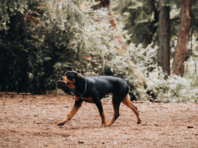 Tips & Tricks For Helping Your Dog Maintain A Healthy Weight