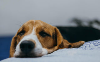 The Signs and Symptoms of Dog Flu