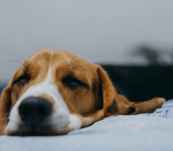 The Signs and Symptoms of Dog Flu