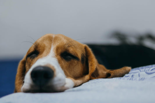 The Signs and Symptoms of Dog Flu