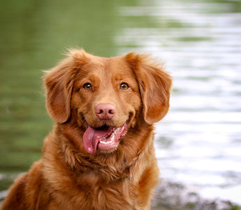 The Importance of Preventive Pet Healthcare
