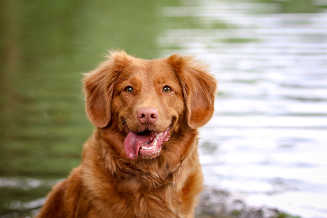 The Importance of Preventive Pet Healthcare