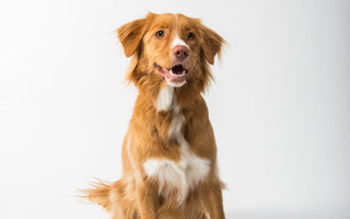 What Are We Actually Feeding Our Dogs?