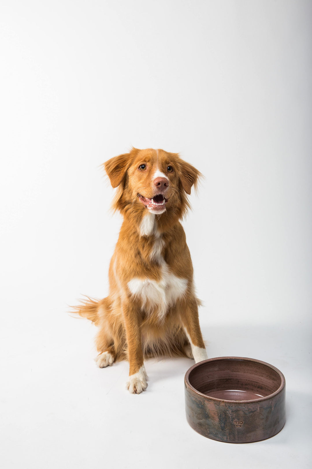 What Are We Actually Feeding Our Dogs?