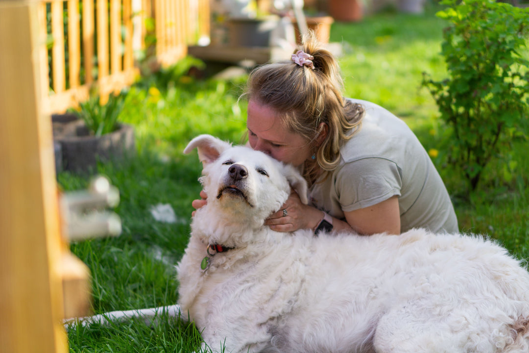 Essential First Aid Skills for Pet Owners