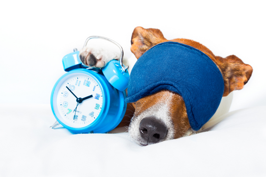 Building a Balanced Daily Routine for Your Dog