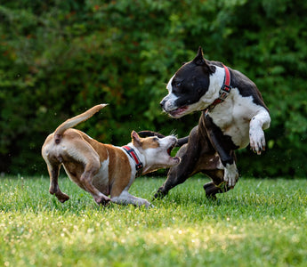 How to Introduce Your Dog to New Friends