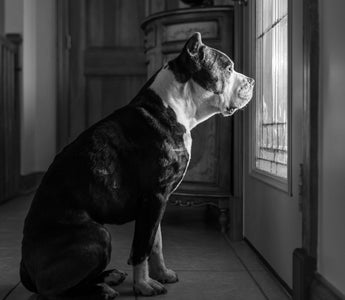 How to Recognize Signs of Stress in Your Dog