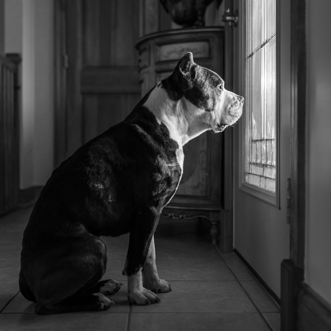 How to Recognize Signs of Stress in Your Dog