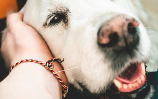 Is CBD Oil Good for Dogs with Dementia?