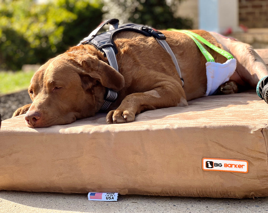 Seven Year Old Retriever Struck by Vehicle Now Recovering on His Big Barker Bed
