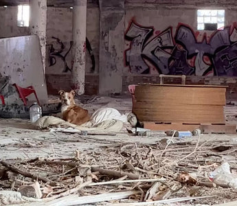 Stray Dog Rescued From Abandoned Building