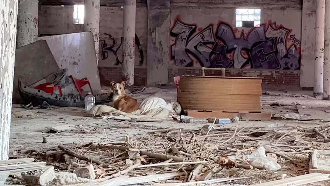 Stray Dog Rescued From Abandoned Building