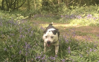 Eight Year Old Dog, Rocco, Learns Sign Language In Search of Fur-ever Home