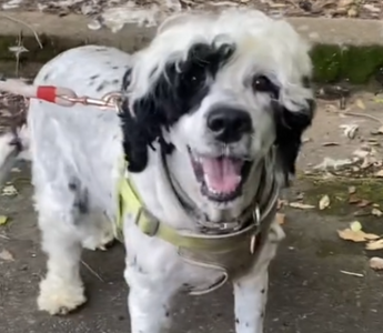 Dog Thought to Be 'Abandoned' Is Found With His Owner