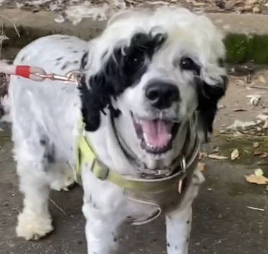 Dog Thought to Be 'Abandoned' Is Found With His Owner