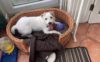 U.K. Rescue Dog Finally Adopted After Waiting Over 500 Days