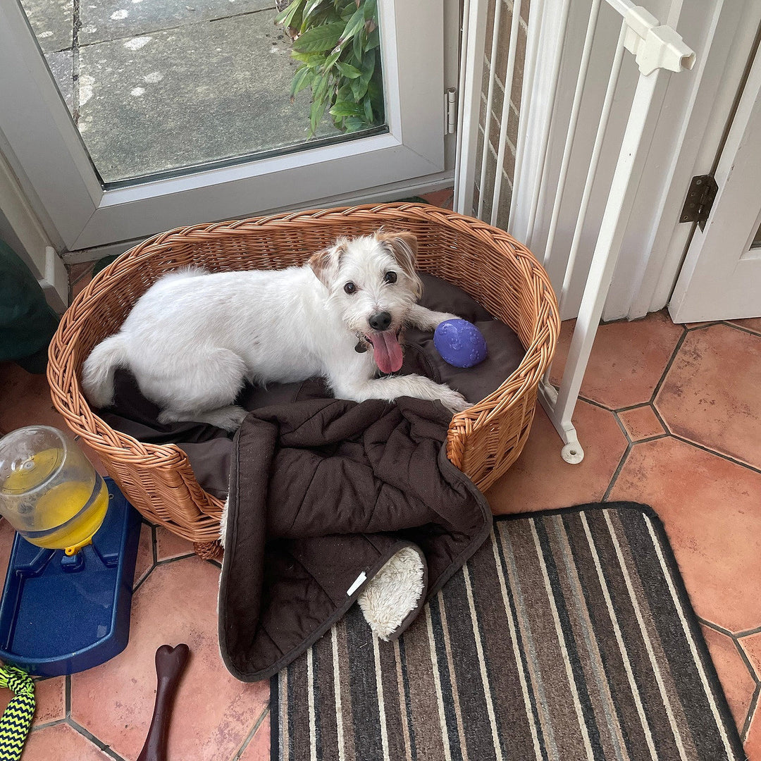 U.K. Rescue Dog Finally Adopted After Waiting Over 500 Days