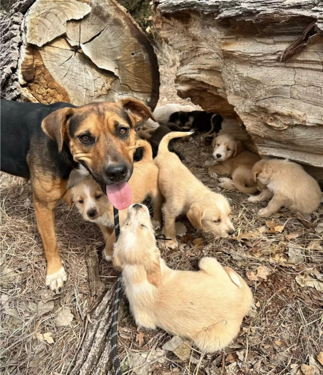 16 Abandoned Puppies Rescued Thanks To One Heroic Dog
