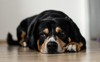 Welcoming a Senior Dog into Your Heart and Home