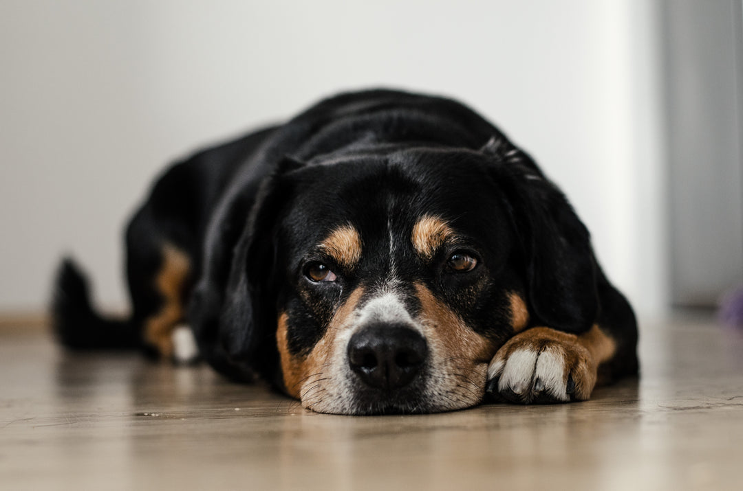 Welcoming a Senior Dog into Your Heart and Home