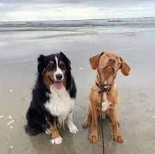 Two Dogs Form Inseparable Friendship