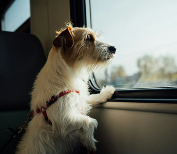 Tips for Safe Pet Transportation