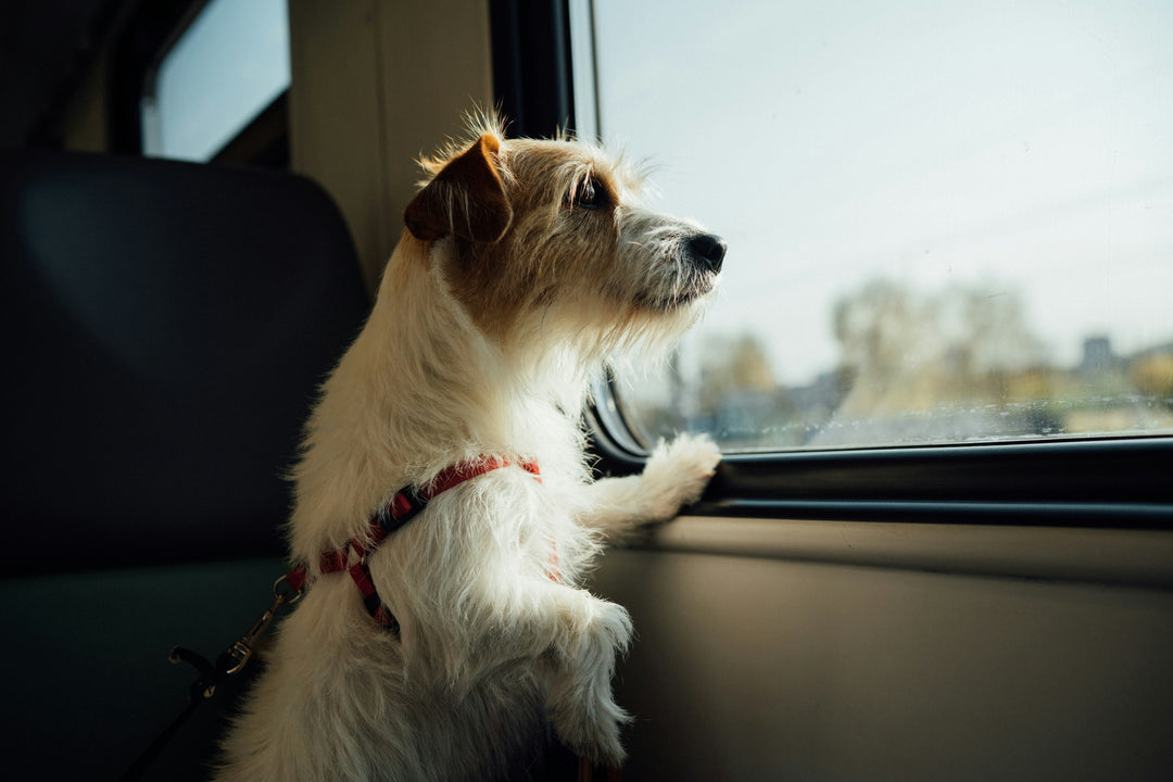 Tips for Safe Pet Transportation