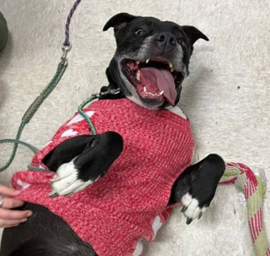 a dog receiving pets and loving it