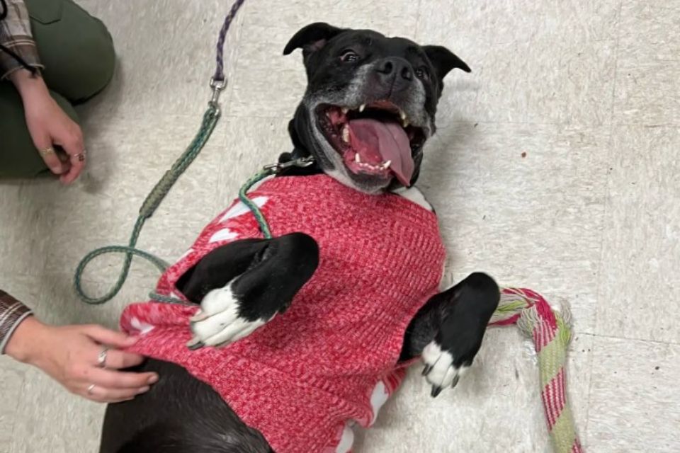 a dog receiving pets and loving it