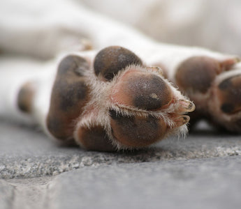 How To Cut Large Dogs Nails